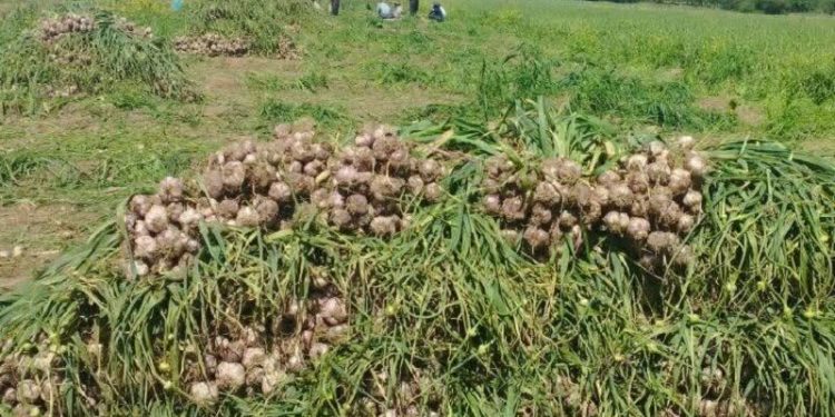 تعاونی زنجیره سیر و موسیر همدان به بهره‌برداری رسید