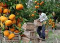 تعیین قیمت ۷۰ تا ۱۵۰ هزار تومانی مرکبات در مازندران