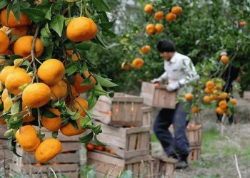 تعیین قیمت ۷۰ تا ۱۵۰ هزار تومانی مرکبات در مازندران