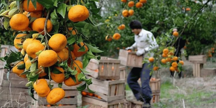 تعیین قیمت ۷۰ تا ۱۵۰ هزار تومانی مرکبات در مازندران