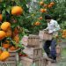 تعیین قیمت ۷۰ تا ۱۵۰ هزار تومانی مرکبات در مازندران 9 تعیین قیمت ۷۰ تا ۱۵۰ هزار تومانی مرکبات در مازندران