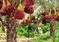 تولید بیش از ۱۵ رقم خرما در ایرانشهر