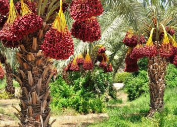 تولید بیش از ۱۵ رقم خرما در ایرانشهر