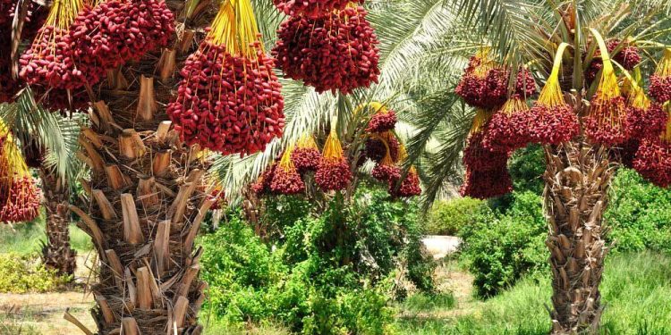 تولید بیش از ۱۵ رقم خرما در ایرانشهر