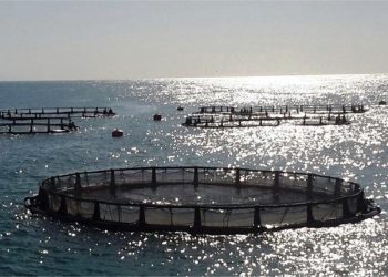 تولید ۱۱۲ هزار تن آبزیان در مازندران احیای ذخایر ماهیان