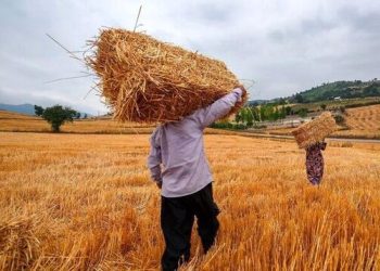 حساب گندمکاران شارژ شد 2 حساب گندمکاران شارژ شد