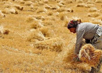 خبر خوش برای کشاورزان زمان پرداخت مطالبات گندمکاران مشخص شد