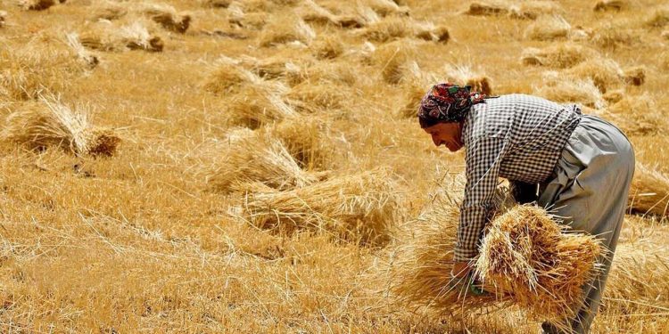 خبر خوش برای کشاورزان/ زمان پرداخت مطالبات گندمکاران مشخص شد 1 خبر خوش برای کشاورزان زمان پرداخت مطالبات گندمکاران مشخص شد