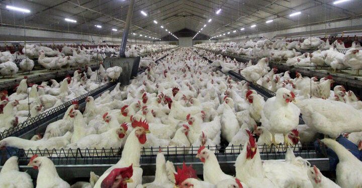 خرید گوشت مرغ مازاد بر مصرف در مازندران با سهمیه