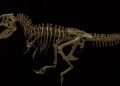 فسیل‌ تازه کشف‌شده نشان می‌دهد بزرگ‌ترین T. rex جهان بر اثر شکستگی دنده جان باخته است