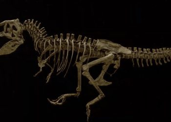 فسیل‌ تازه کشف‌شده نشان می‌دهد بزرگ‌ترین T. rex جهان بر اثر شکستگی دنده جان باخته است