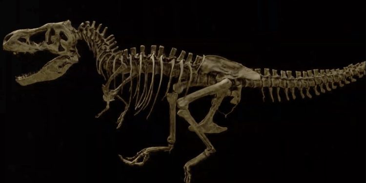 فسیل‌ تازه کشف‌شده نشان می‌دهد بزرگ‌ترین T. rex جهان بر اثر شکستگی دنده جان باخته است