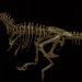 فسیل‌ تازه کشف‌شده نشان می‌دهد بزرگ‌ترین T. rex جهان بر اثر شکستگی دنده جان باخته است