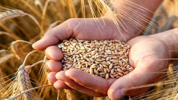 قیمت جدید گندم در آستانه اعلام است کارشناسان چه قیمتی