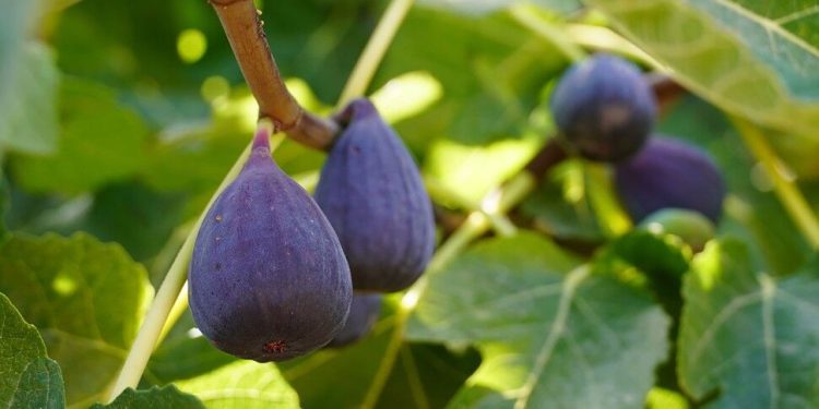 مشکلات بازار چین و رفع تعهد ارزی، صادرکنندگان انجیر را