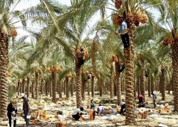 نخلستان‌های خوزستان باید از تجارت خارجی خرما منتفع شوند