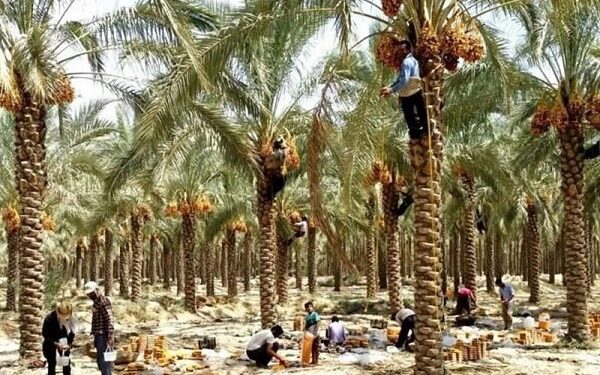 نخلستان‌های خوزستان باید از تجارت خارجی خرما منتفع شوند