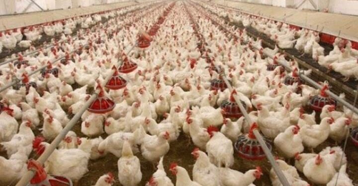 هشدار بخش خصوصی نسبت به تعطیلی زنجیره‌های تولید مرغ و