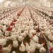 هشدار بخش خصوصی نسبت به تعطیلی زنجیره‌های تولید مرغ و