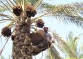 پنج محصول باغی از جمله خرما از پرداخت عوارض صادراتی
