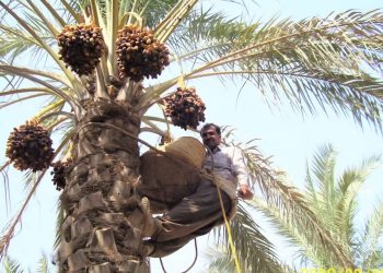 پنج محصول باغی از جمله خرما از پرداخت عوارض صادراتی