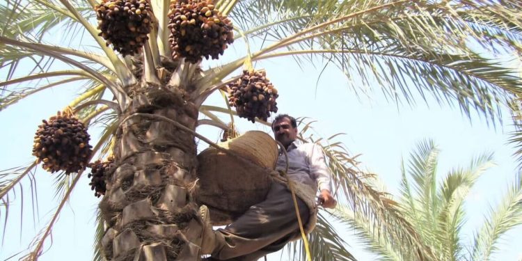 پنج محصول باغی از جمله خرما از پرداخت عوارض صادراتی معاف شدند 1 پنج محصول باغی از جمله خرما از پرداخت عوارض صادراتی