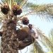 پنج محصول باغی از جمله خرما از پرداخت عوارض صادراتی