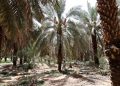 پیش‌بینی برداشت ۴۵۰۰ تن خرما در سال جاری از نخیلات