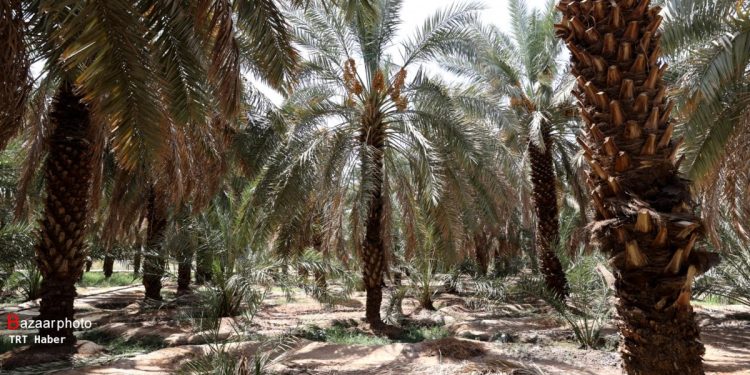 پیش‌بینی برداشت ۴۵۰۰ تن خرما در سال جاری از نخیلات