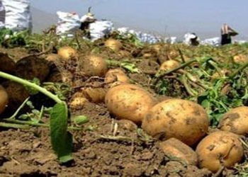 کاهش قیمت سیب‌زمینی با افزایش عرضه؛ ذخیره‌سازی ۱۰ تا ۱۵