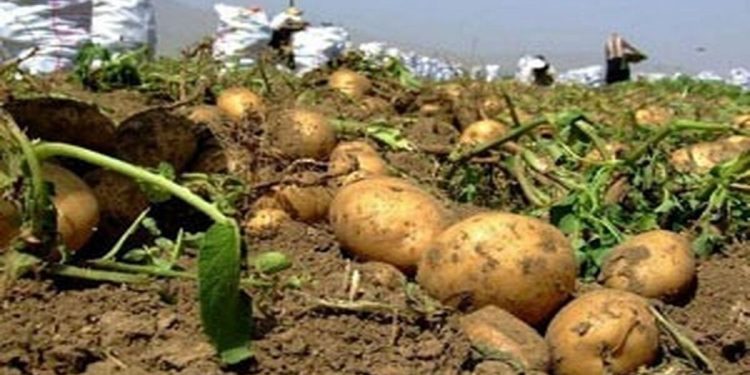 کاهش قیمت سیب‌زمینی با افزایش عرضه؛ ذخیره‌سازی ۱۰ تا ۱۵