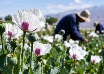 کشت شقایق الیفرا؛ ظرفیتی برای ارزآوری و اشتغال ۴ هزار