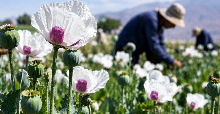 کشت شقایق الیفرا؛ ظرفیتی برای ارزآوری و اشتغال ۴ هزار