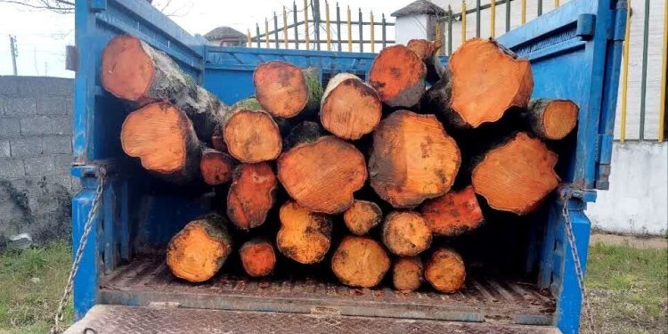 کشف حدود ۱۱ تن چوب و زغال قاچاق در کرمانشاه 1 کشف حدود ۱۱ تن چوب و زغال قاچاق در کرمانشاه