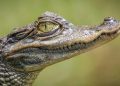 Close-up of a crocodile's head in profile, showing rough gray scales and a yellow-green eye.