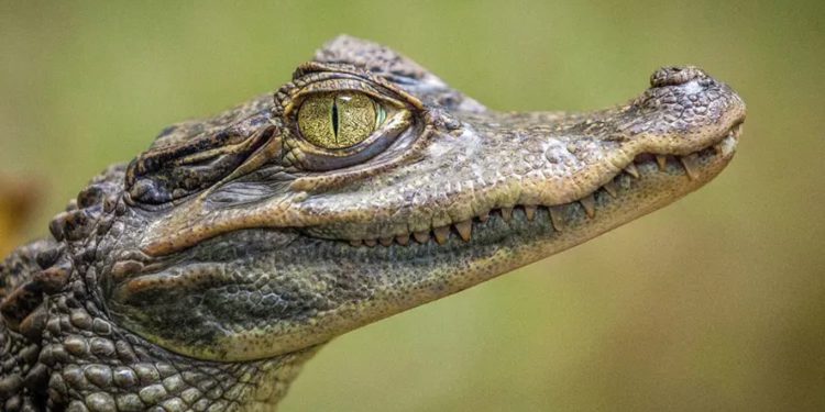 مردی در سنگاپور به دلیل انتشار تصویری از هوش مصنوعی کروکودیل دستگیر شد 1 Close-up of a crocodile's head in profile, showing rough gray scales and a yellow-green eye.