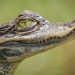 Close-up of a crocodile's head in profile, showing rough gray scales and a yellow-green eye.