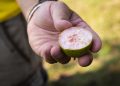 A hand holding a halved fig with pink flesh and small seeds visible inside.