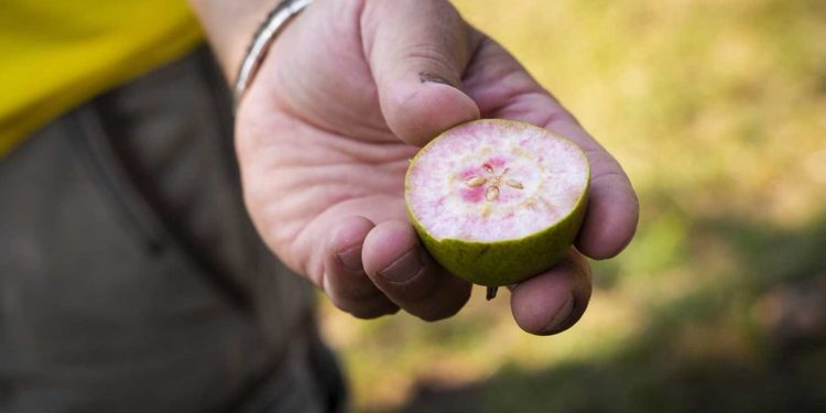 A hand holding a halved fig with pink flesh and small seeds visible inside.
