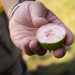 A hand holding a halved fig with pink flesh and small seeds visible inside.
