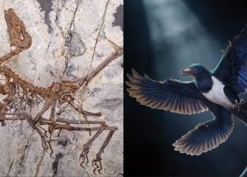 Split image: left shows a fossilized pterosaur skeleton in rock; right shows a blue-and-white seabird in flight.