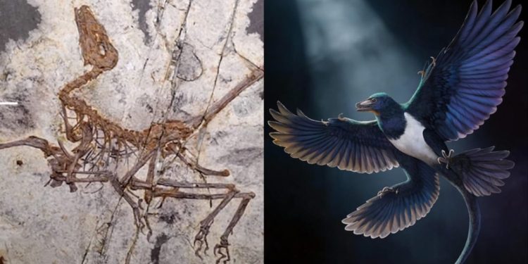Split image: left shows a fossilized pterosaur skeleton in rock; right shows a blue-and-white seabird in flight.