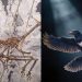 گونه جدیدی از دایناسورهای چهاربال توسط دیرینه شناسان در چین کشف شد 8 Split image: left shows a fossilized pterosaur skeleton in rock; right shows a blue-and-white seabird in flight.