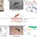 فیلم ویدئویی دقیق از پشه ها نشان می دهد که چگونه رگ های خونی انسان را پیدا می کنند 8 فیلمبرداری دقیق پشهها نشان داد چگونه رگهای خونی انسان را پیدا میکنند