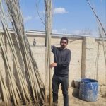 نهال صنوبر را از کجا بخریم 2 1793451550 559 نهال صنوبر را از کجا بخریم
