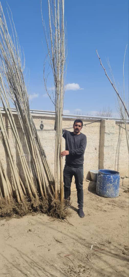 نهال صنوبر را از کجا بخریم 4 نهال صنوبر را از کجا بخریم؟