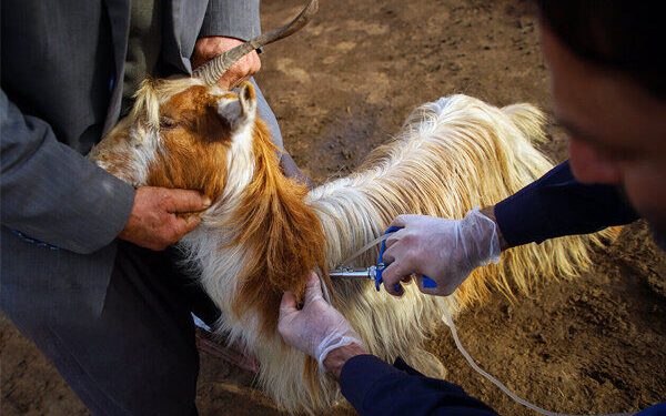 آغاز رزمایش جهادی دامپزشکی در ۴۰ روستای مازندران