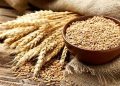 اجرای کشت نیمه‌حفاظتی گندم آبی در ۱۵ هکتار از اراضی