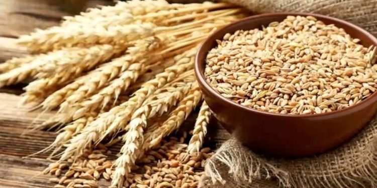 اجرای کشت نیمه‌حفاظتی گندم آبی در ۱۵ هکتار از اراضی