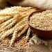 اجرای کشت نیمه‌حفاظتی گندم آبی در ۱۵ هکتار از اراضی